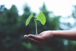 Environmental Systems and Societies Extended Essay Subject